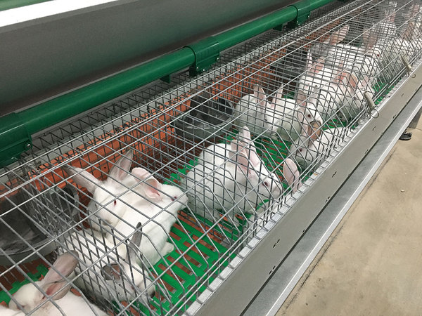 jt-tl08后备兔笼32.jpg